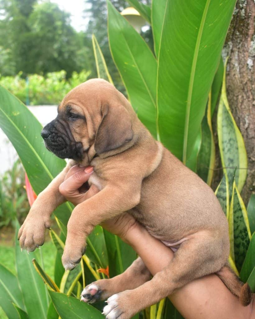 criadero fila brasileiro