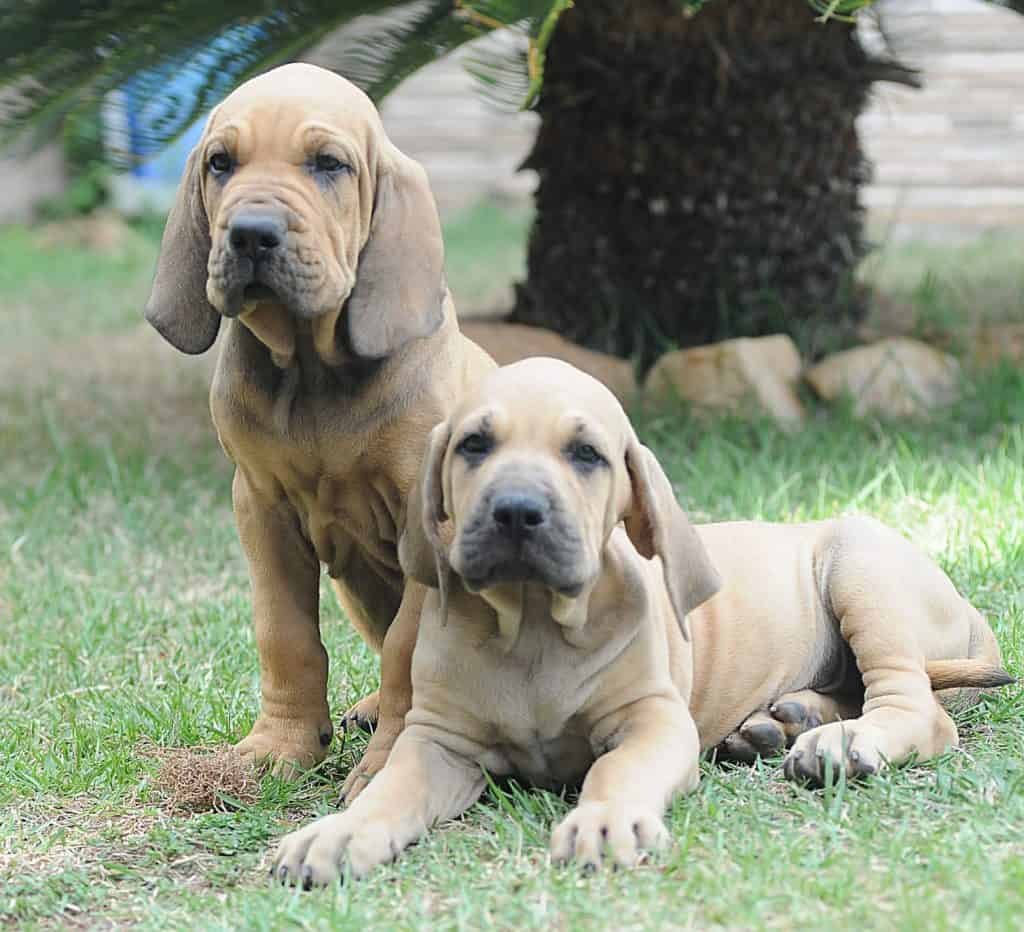 criadero fila brasileiro