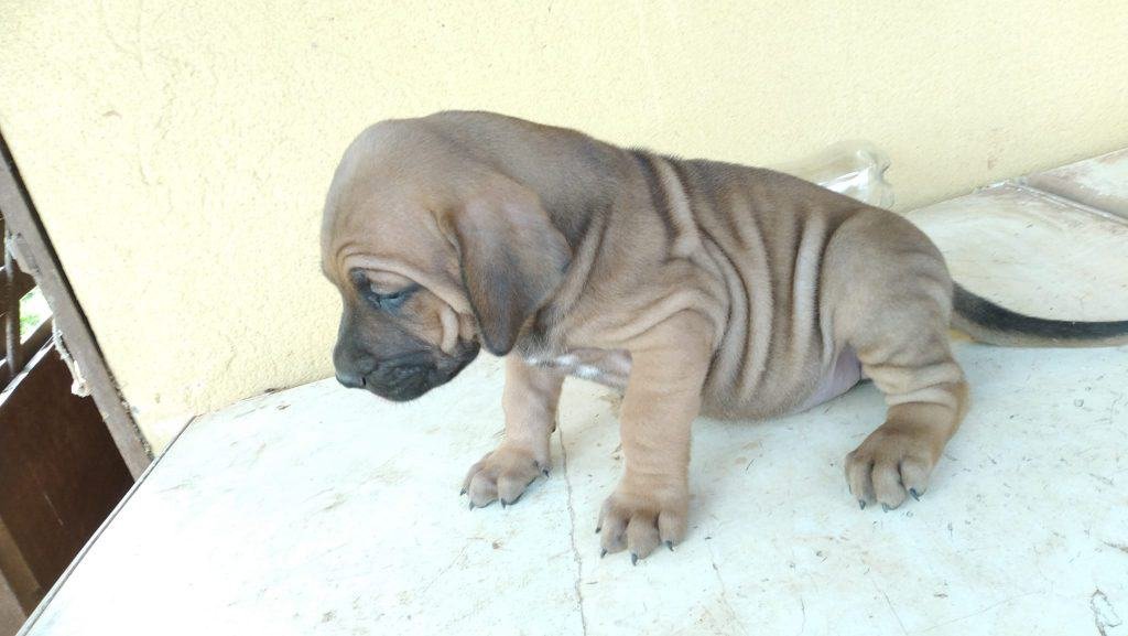 criadero fila brasileiro