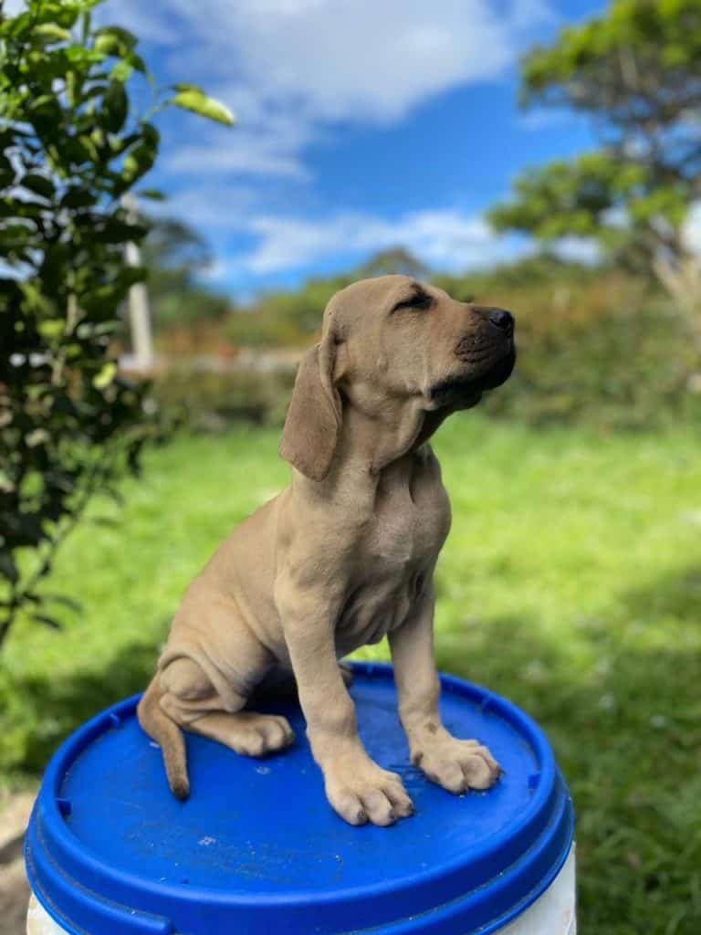 criadero fila brasileiro
