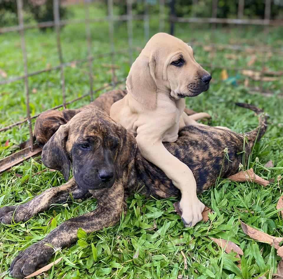 criadero fila brasileiro