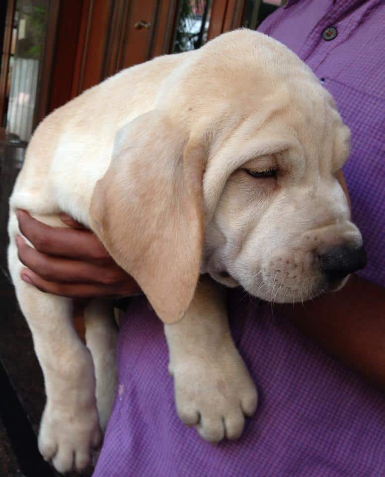 criadero fila brasileiro