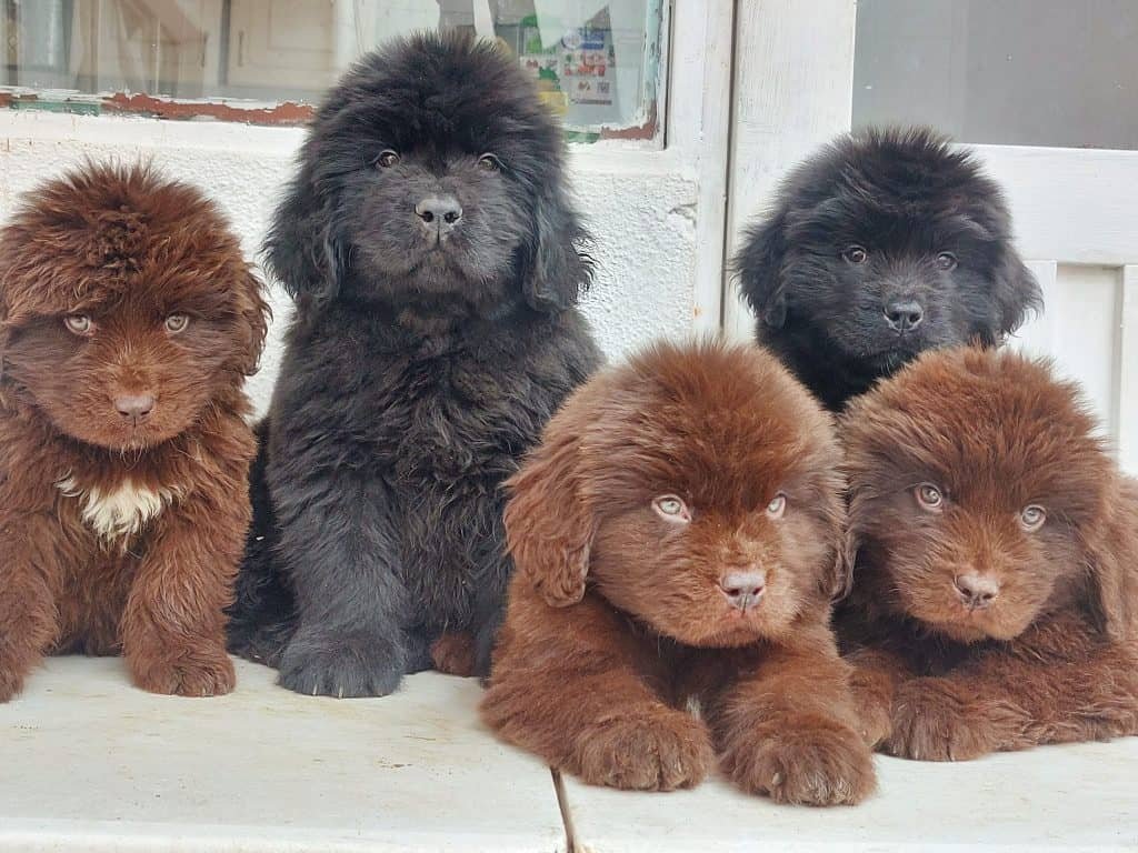 Criadero de Perros Terranova