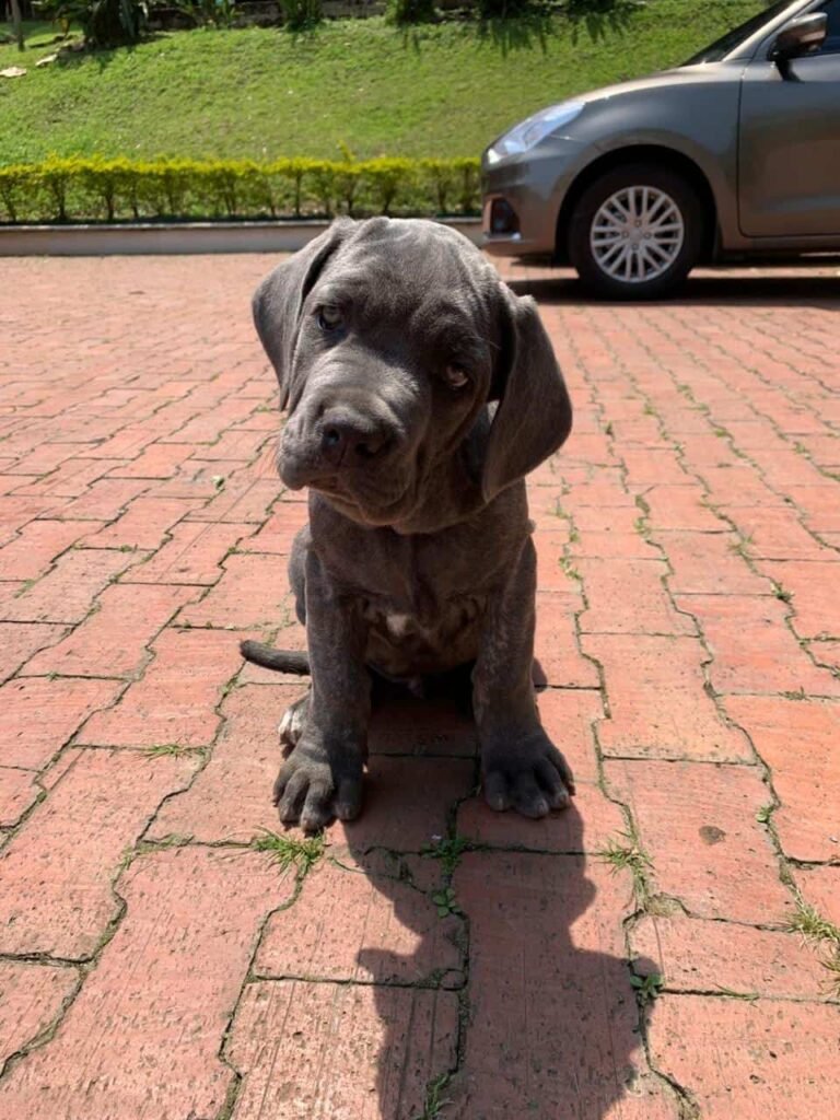 Criadero mastin Napolitano