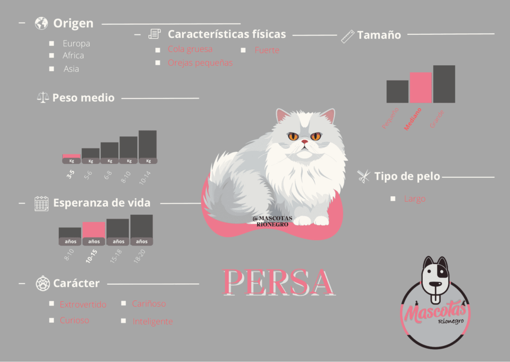 Ficha Criadero Gatos Persas Mascotas Medellin