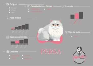 Ficha Criadero Gatos Persas Mascotas Medellin