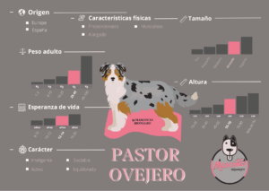 Ficha Criadero Pastor Ovejero Australiano Mascotas Medellin
