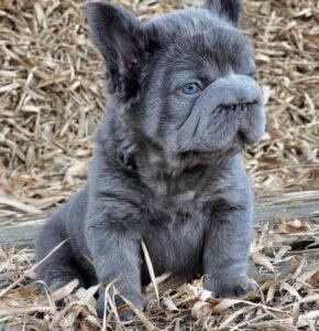 criadero de perros medellin fluffy big rope