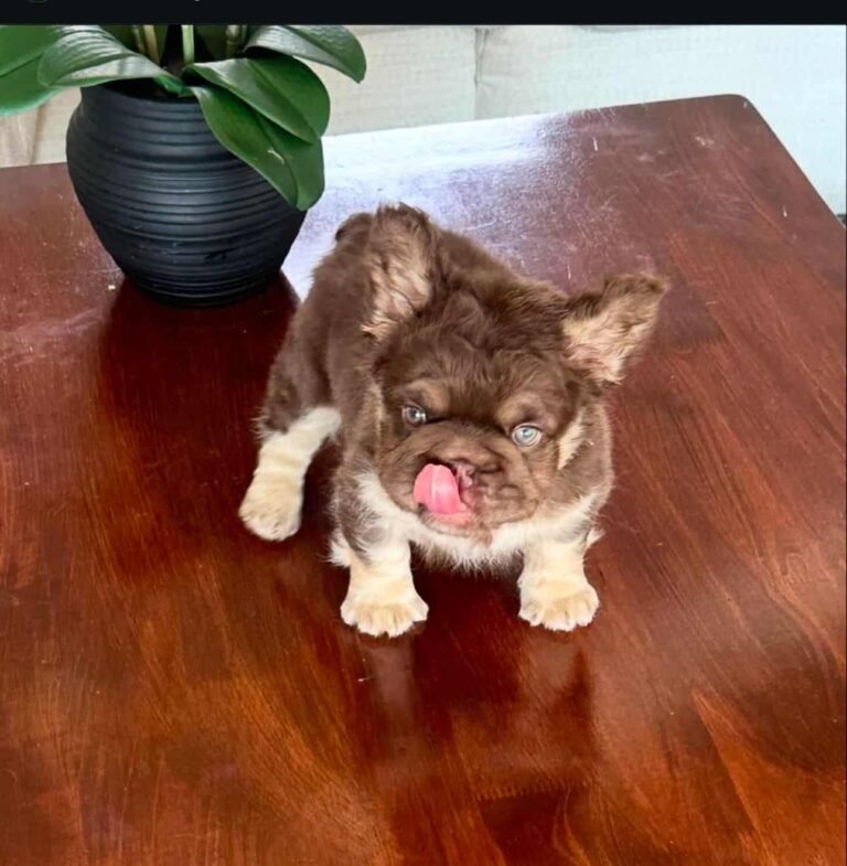 criadero de perros medellin fluffy big rope