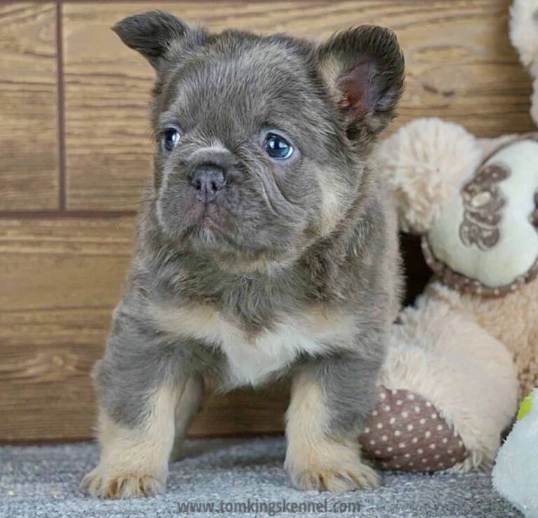 criadero de perros bull dog frances fluffy