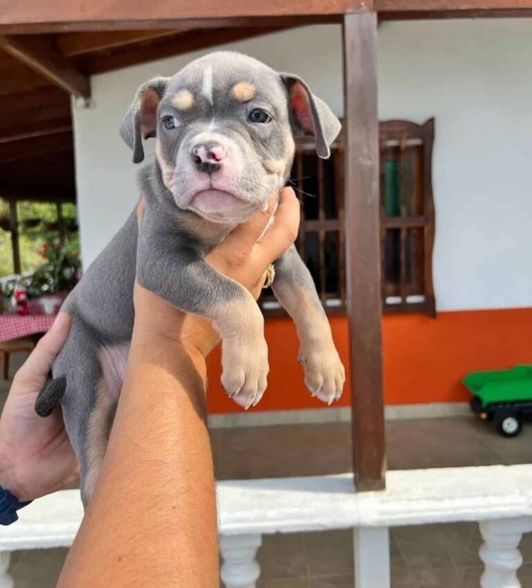 criadero de perros medellin bully
