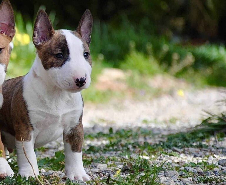 criadero de perros Manizales Bull Terrier