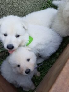 criadero de perros medellin pastor suizo blanco