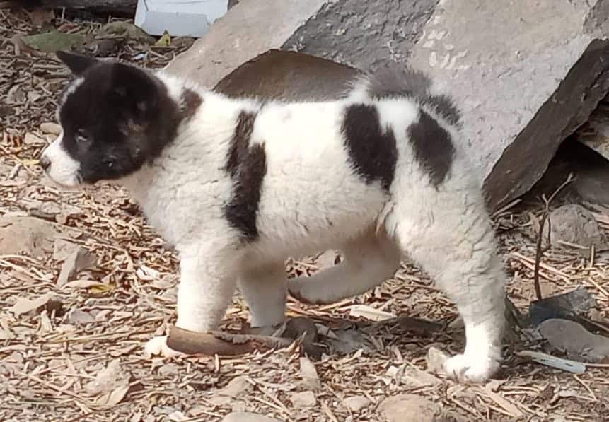 Venta de Perros Akita en Pasto 2 Venta de Perros Akita en Pasto - Image 2