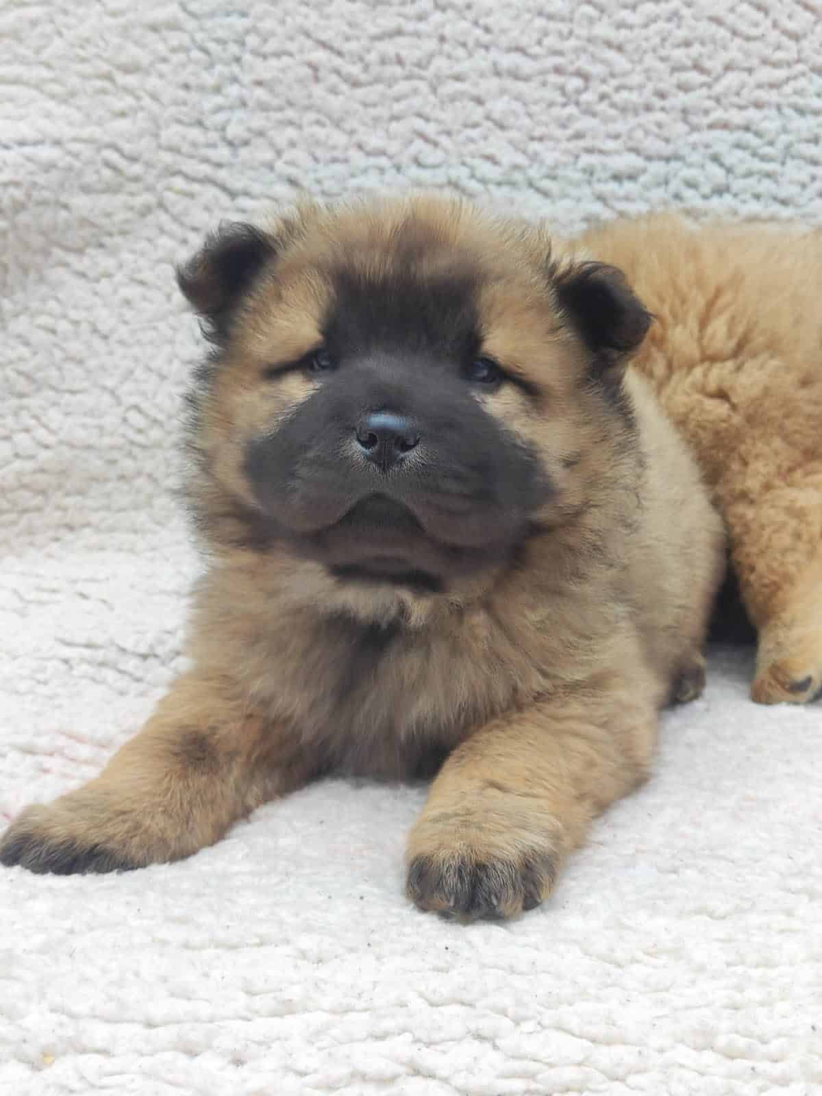 Venta de perros Chow Chow en Barranquilla 1 Venta de perros Chow Chow en Barranquilla