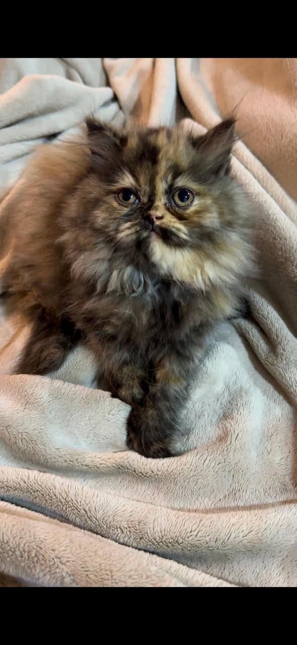 Venta de Gatos Persa en Armenia 1 Venta de Gatos Persa en Armenia