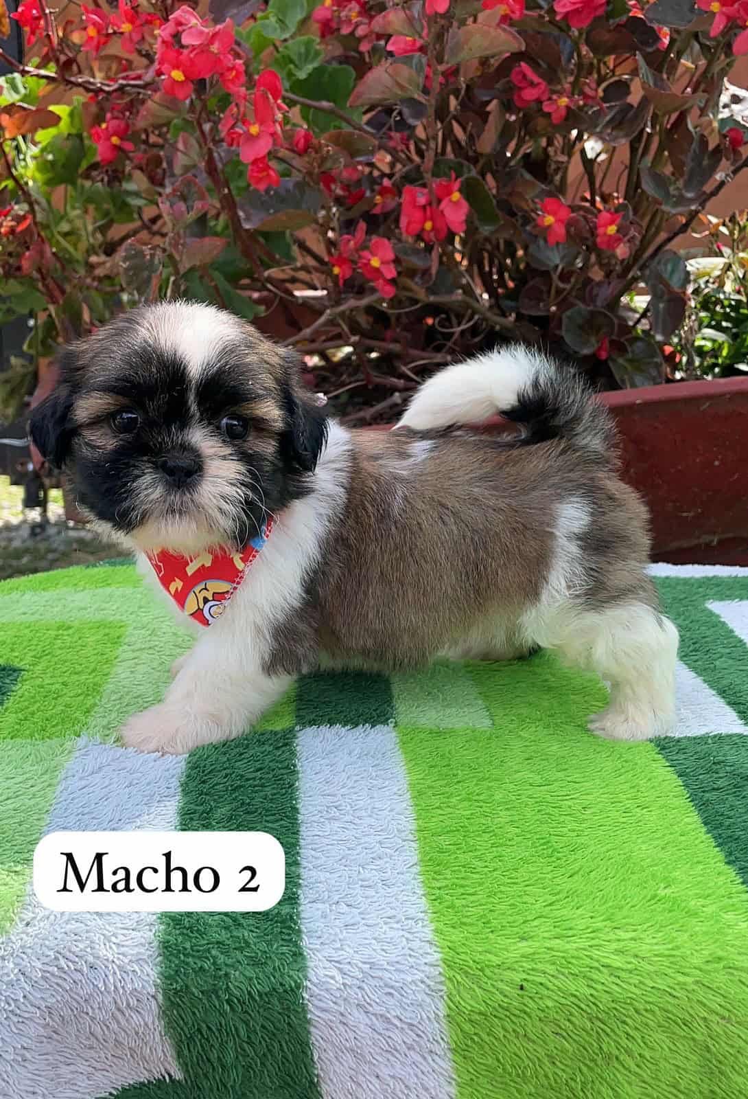 Venta de Cachorros Shih Tzu en Cúcuta 1 Venta de Cachorros Shih Tzu en Cúcuta