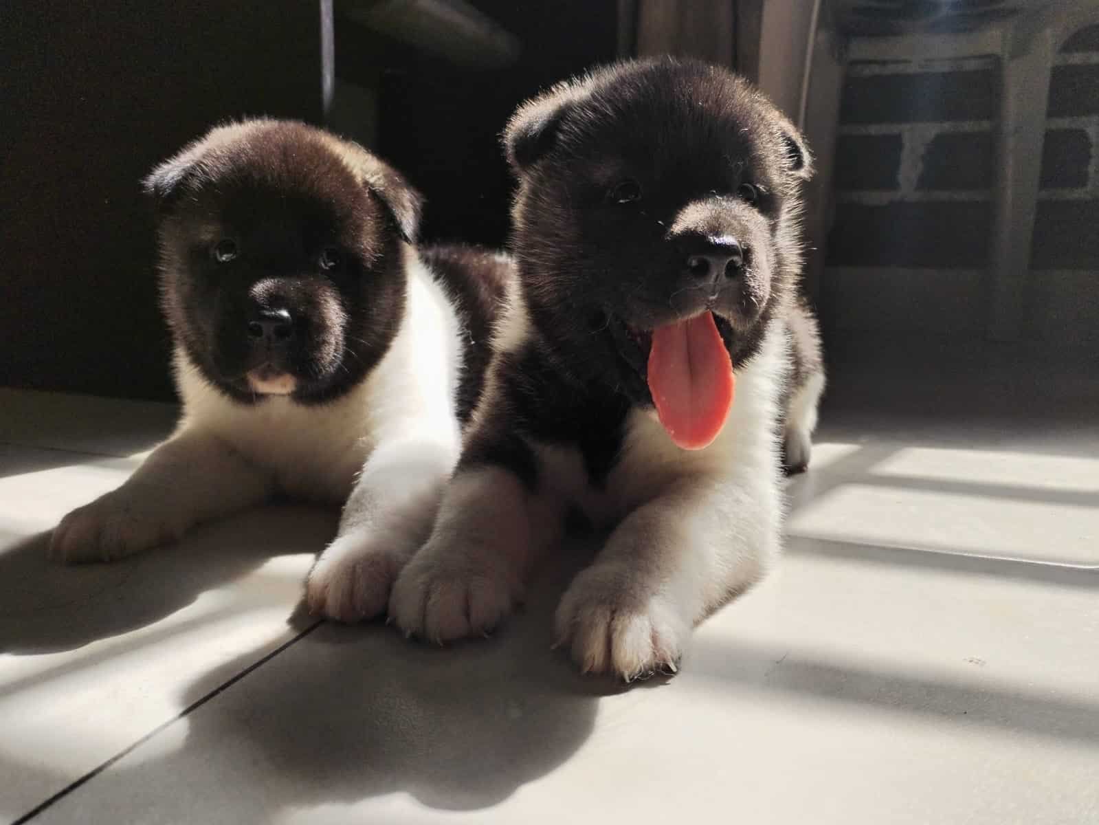 Venta de Perros Akita en Sincelejo 1 Venta de Perros Akita en Sincelejo