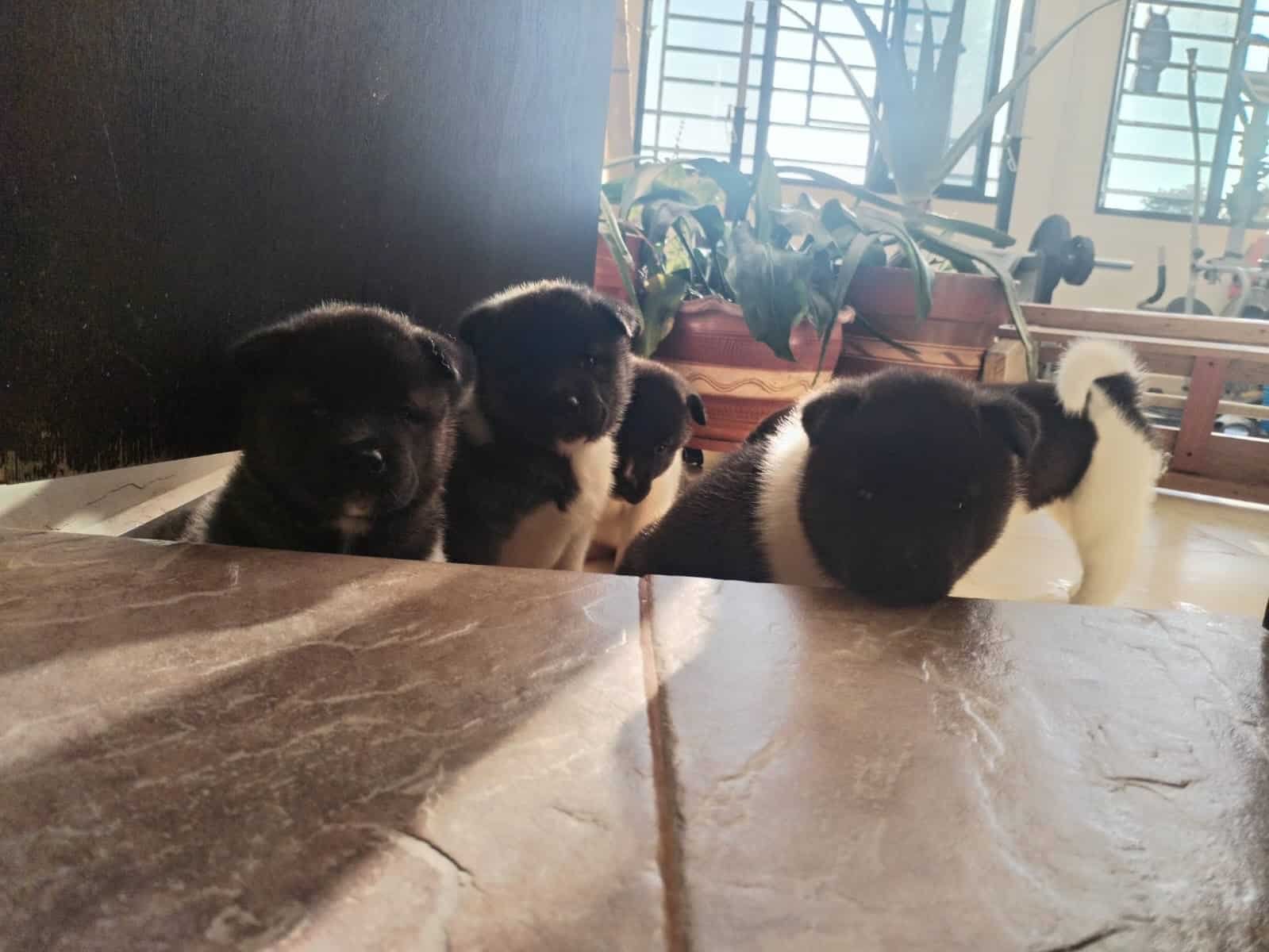 Venta de Perros Akita en Tunja 1 Venta de Perros Akita en Tunja