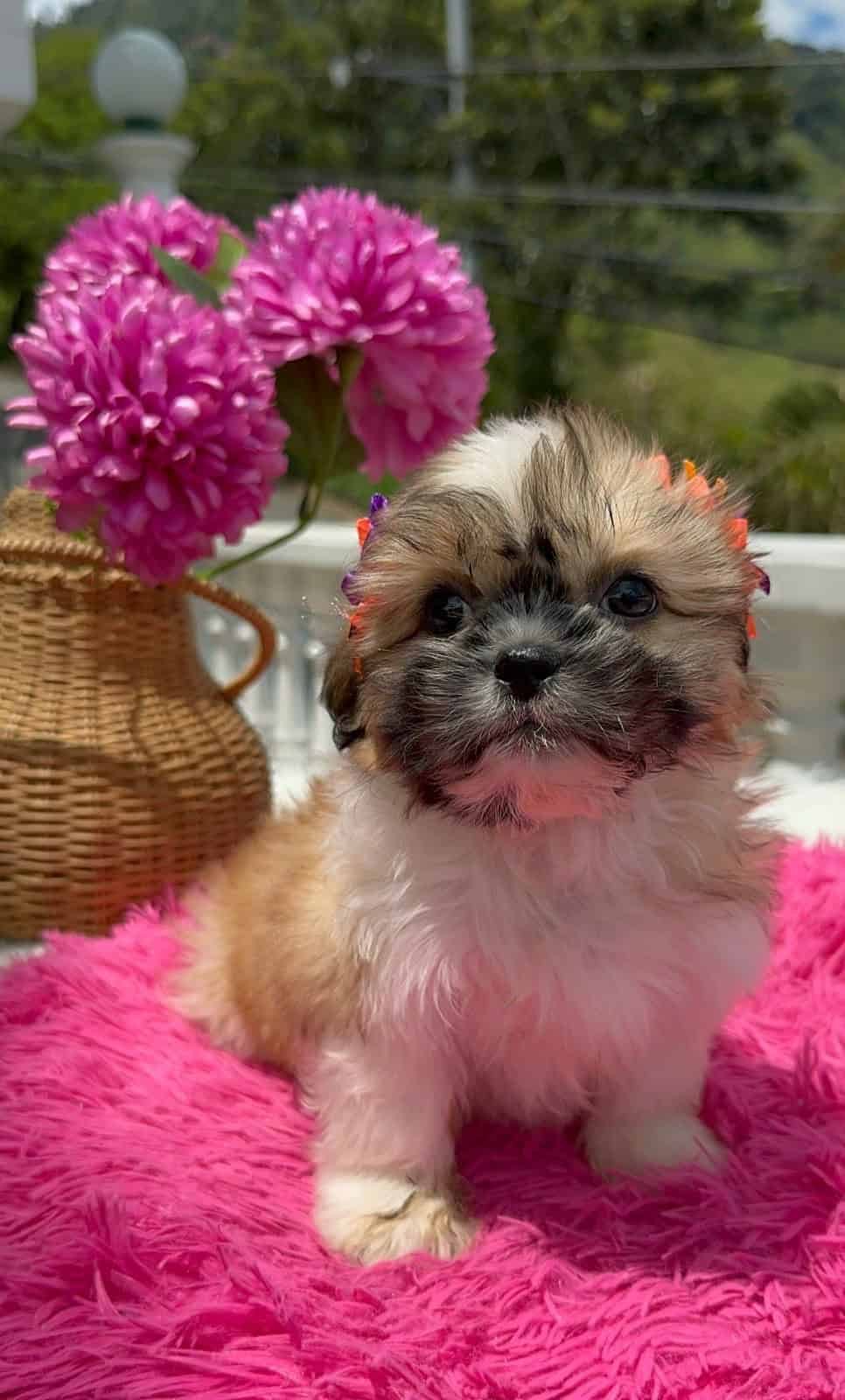 Venta de Cachorros Shih Tzu en Cali 2 Venta de Cachorros Shih Tzu en Cali - Image 2