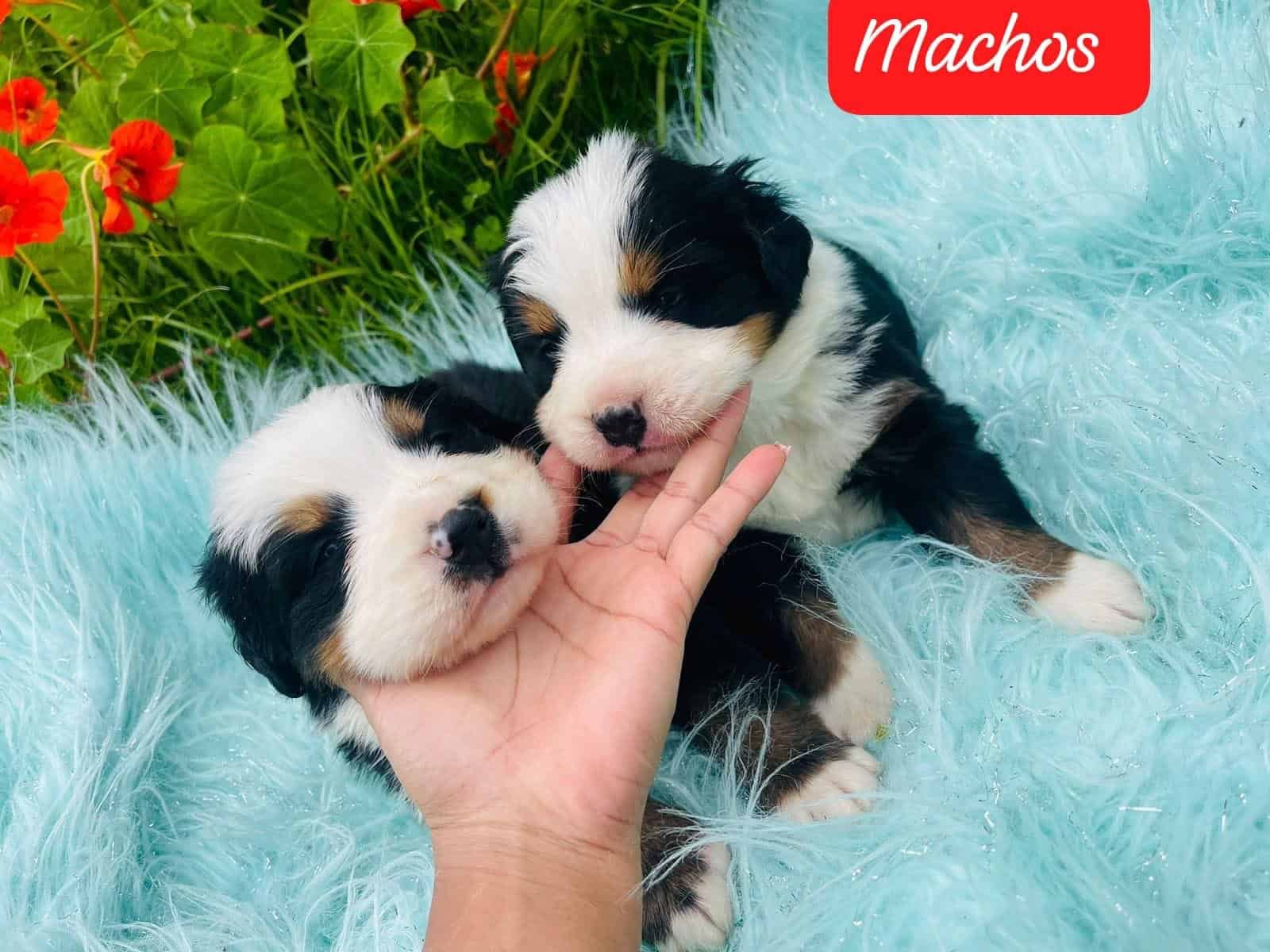 Venta de Perros Bernés de la Montaña en Popayán 2 Venta de Perros Bernés de la Montaña en Popayán - Image 2