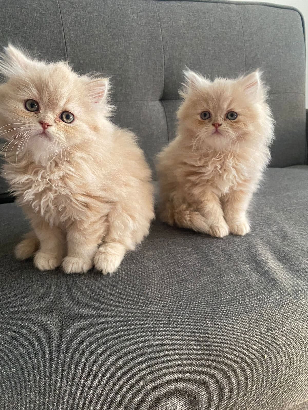 Gatos Persa precio en Cúcuta 1 Gatos Persa precio en Cúcuta