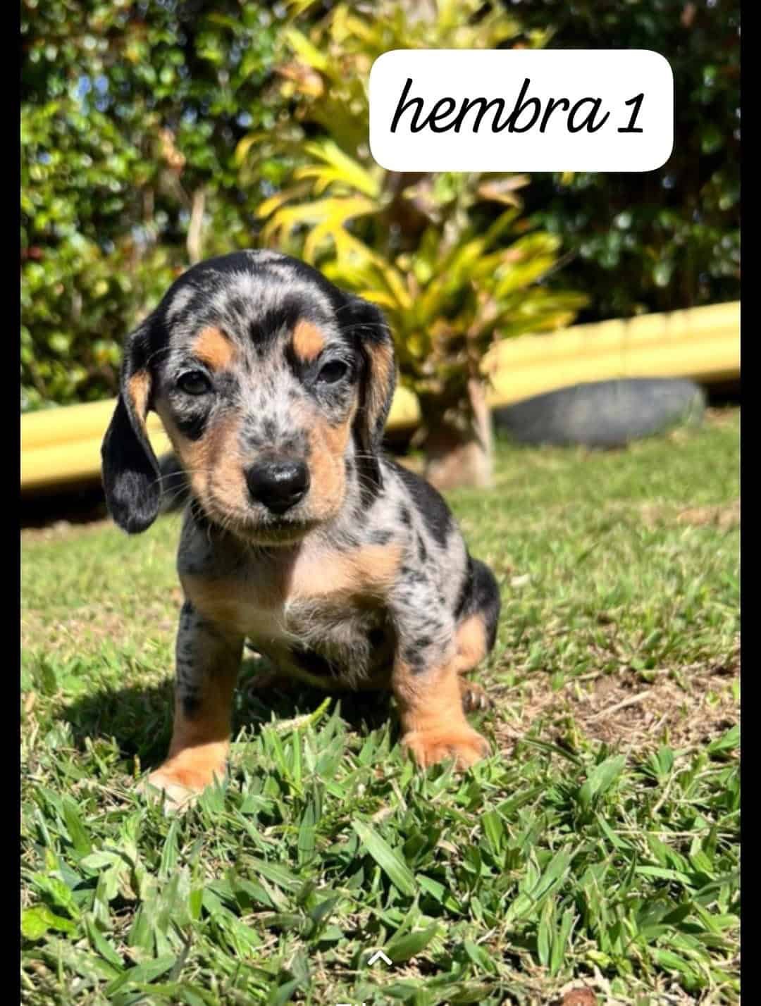 Comprar de Cachorros Dachshund Teckel en Santa Marta 2 Comprar de Cachorros Dachshund Teckel en Santa Marta - Image 2