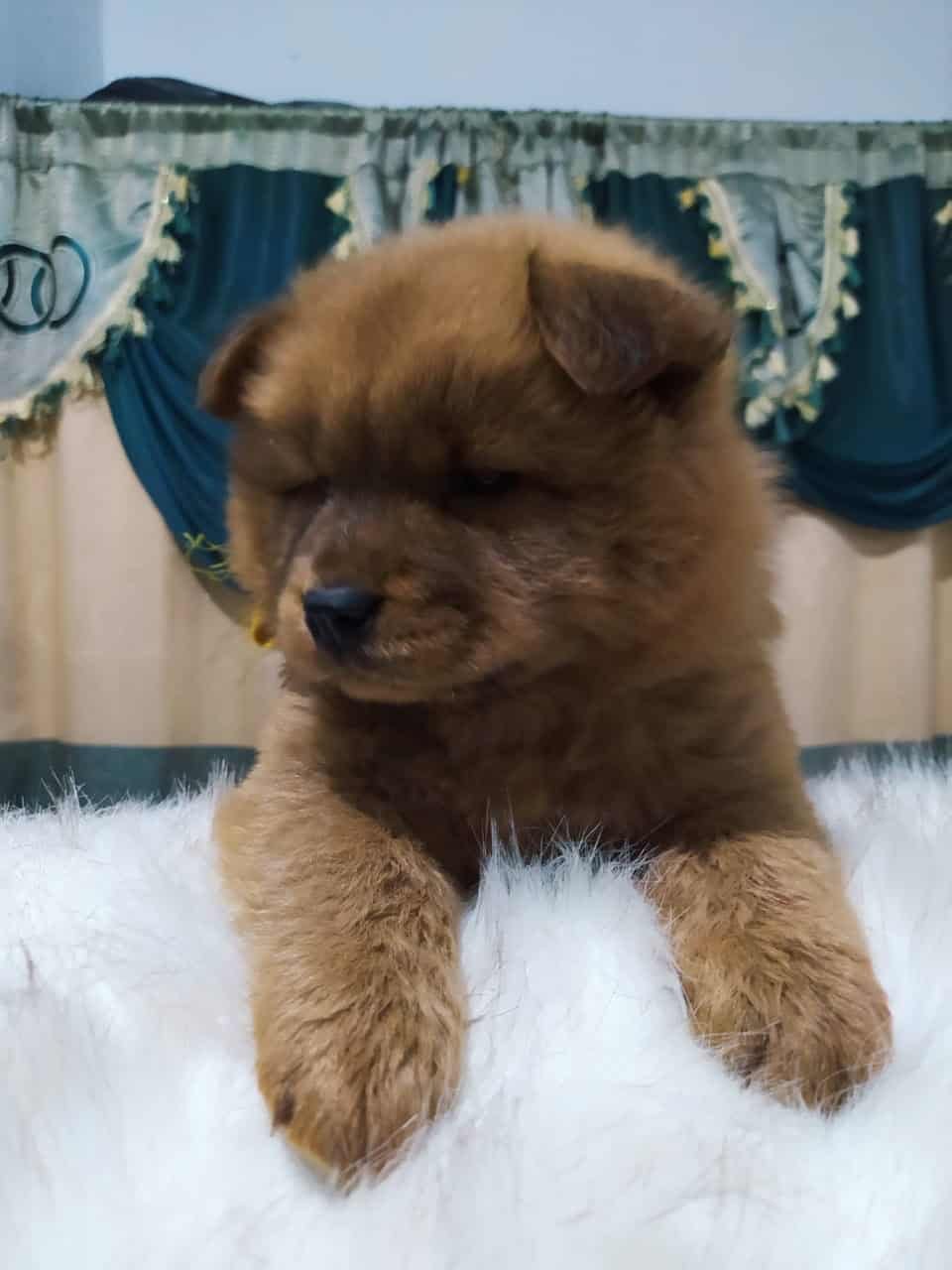 Venta de Perros Chow Chow en Cúcuta 1 Venta de Perros Chow Chow en Cúcuta