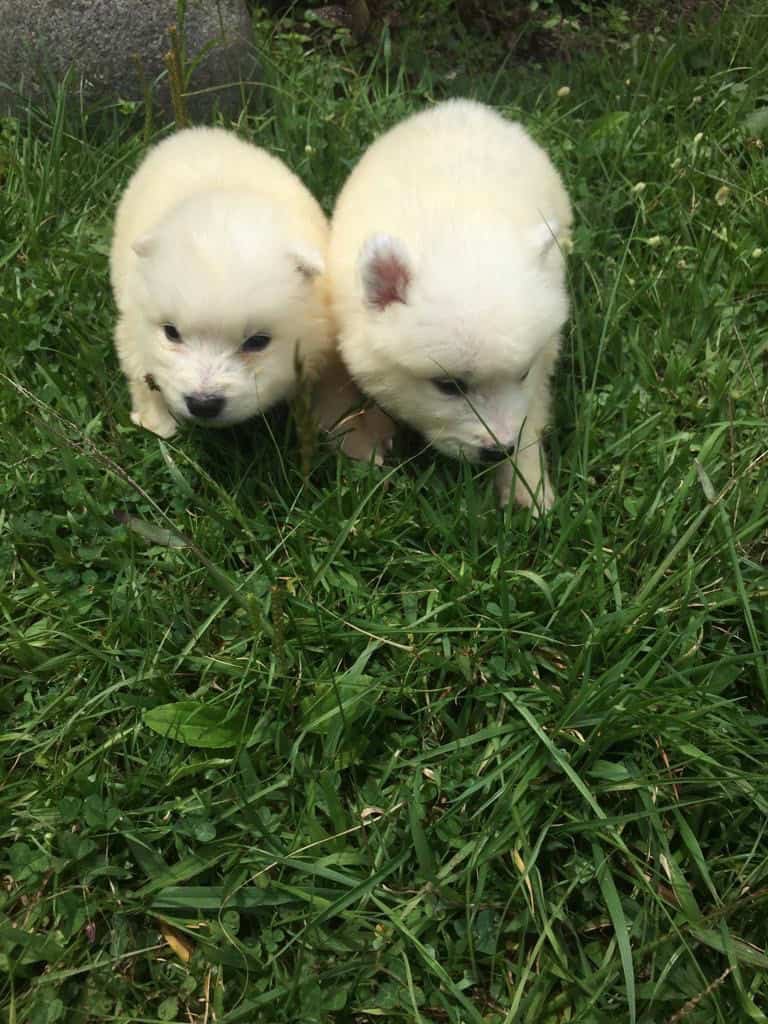 Venta de Perros Samoyedo en Armenia 2 Venta de Perros Samoyedo en Armenia - Image 2