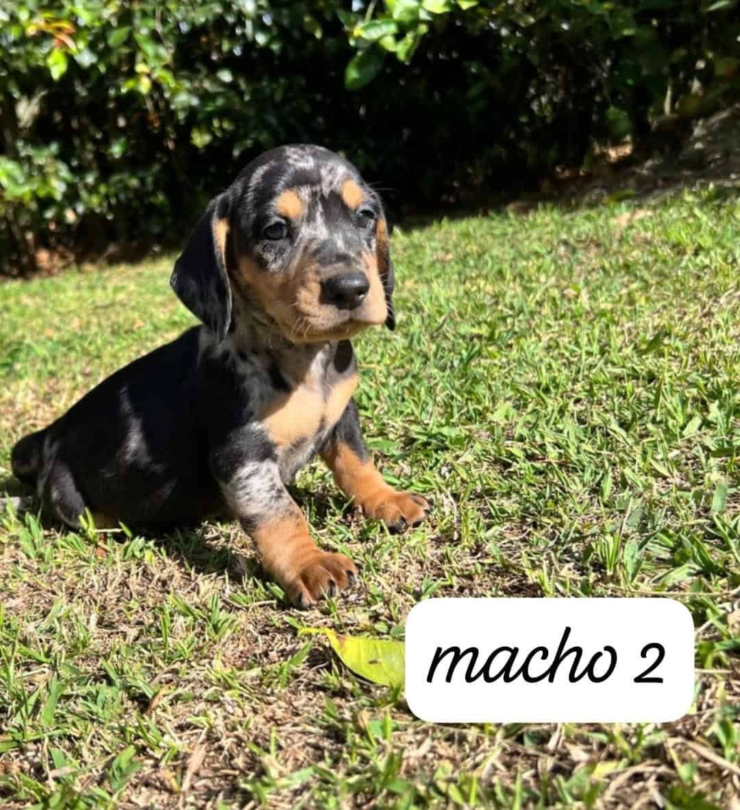 Comprar de Cachorros Dachshund Teckel en Santa Marta 1 Comprar de Cachorros Dachshund Teckel en Santa Marta