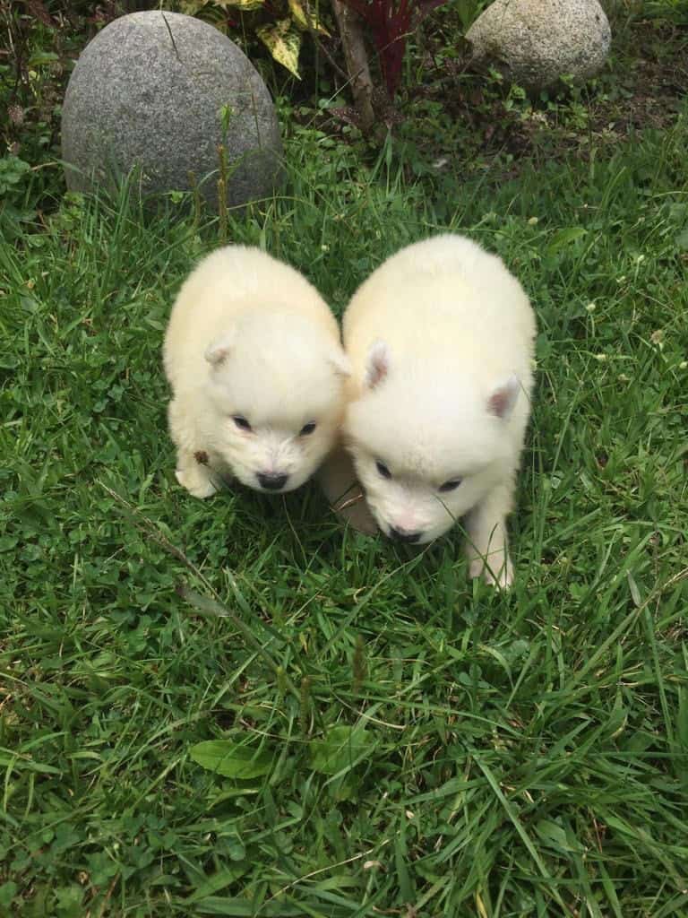 Venta de Perros Samoyedo en Armenia 1 Venta de Perros Samoyedo en Armenia