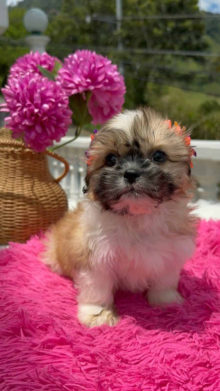 Venta de Cachorros Shih Tzu en Cali 4 Venta de Cachorros Shih Tzu en Cali - Image 4