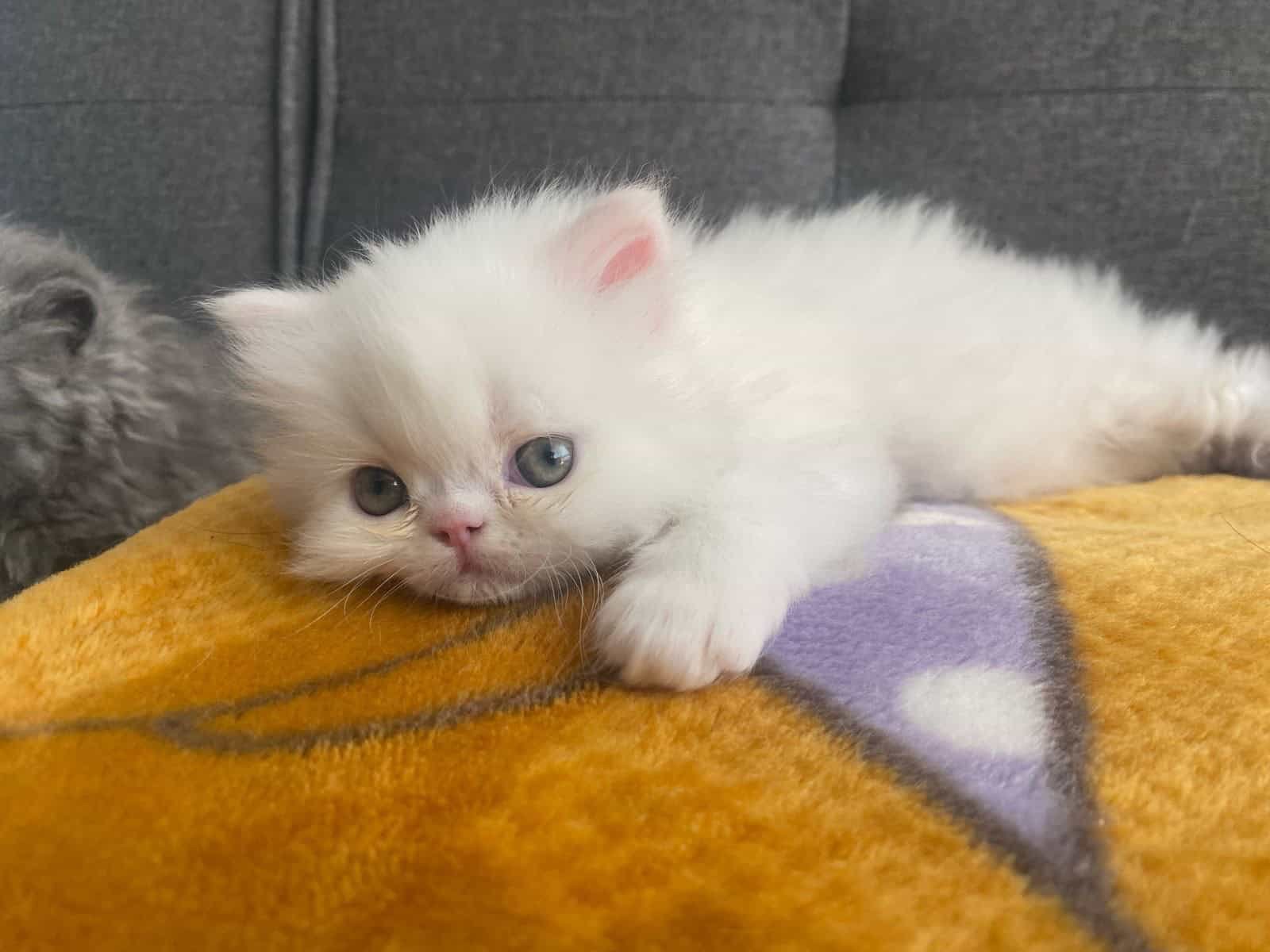 Venta de gatos Gatos Persa en Manizales 1 Venta de gatos Gatos Persa en Manizales