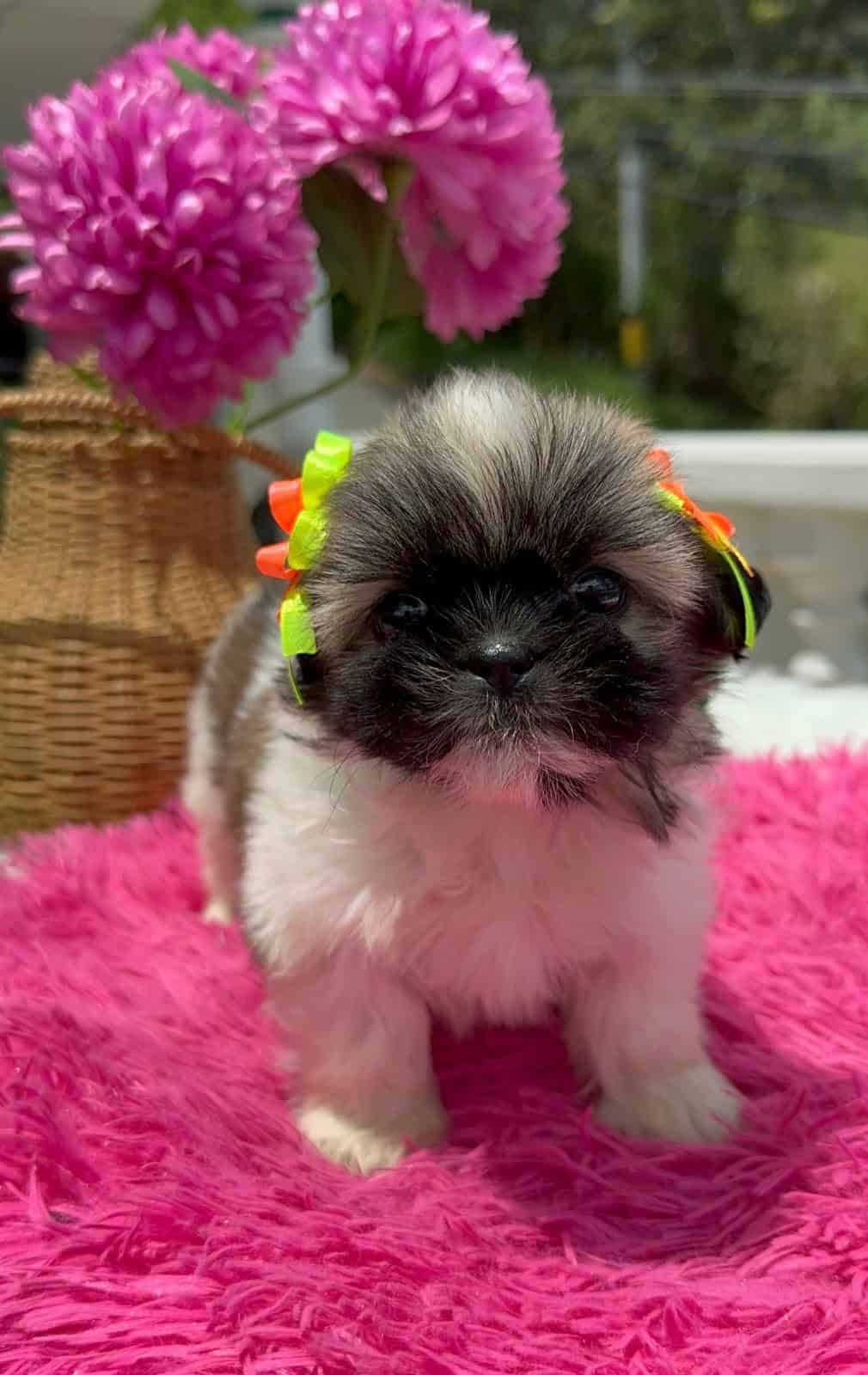 Venta de Cachorros Shih Tzu en Cali 3 Venta de Cachorros Shih Tzu en Cali - Image 3