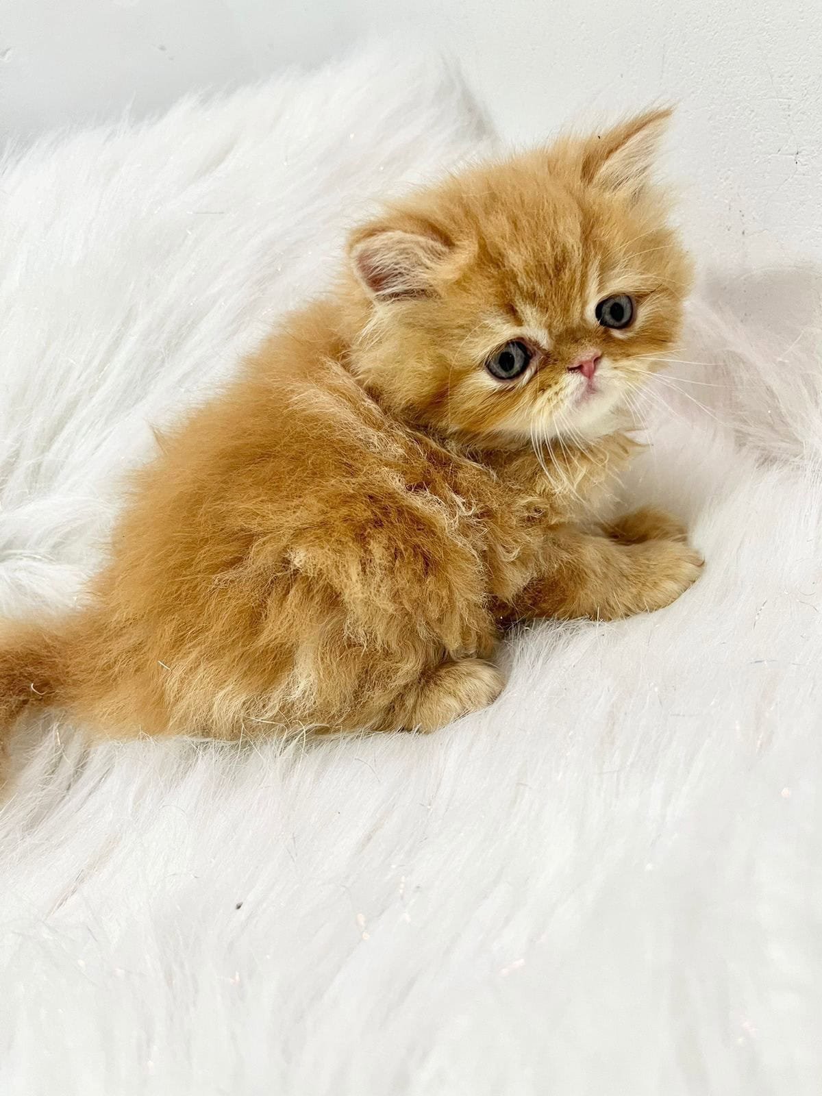 Venta de Perros Gatos Persa en Villavicencio 1 Venta de Perros Gatos Persa en Villavicencio