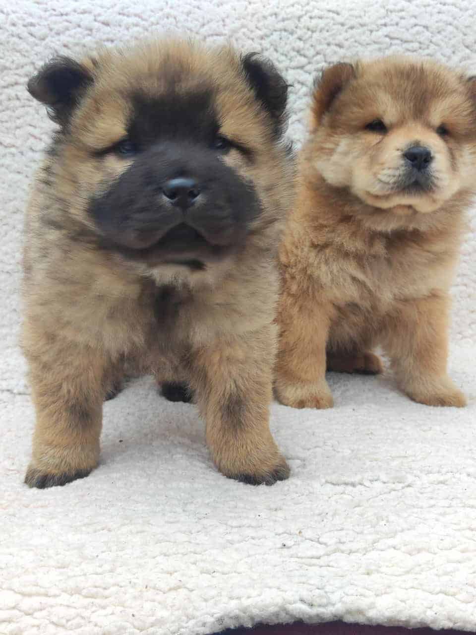 Venta de perros Chow Chow en Cartagena 1 Venta de perros Chow Chow en Cartagena