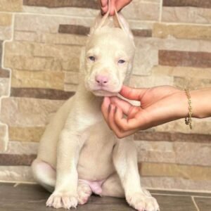 Criadero de Perros Cundinamarca Doberman