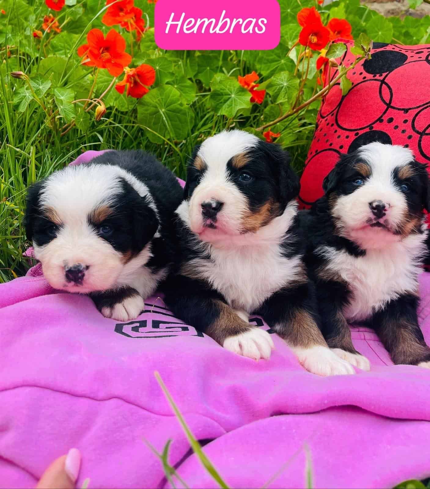 Venta de Perros Bernés de la Montaña en Popayán 1 Venta de Perros Bernés de la Montaña en Popayán