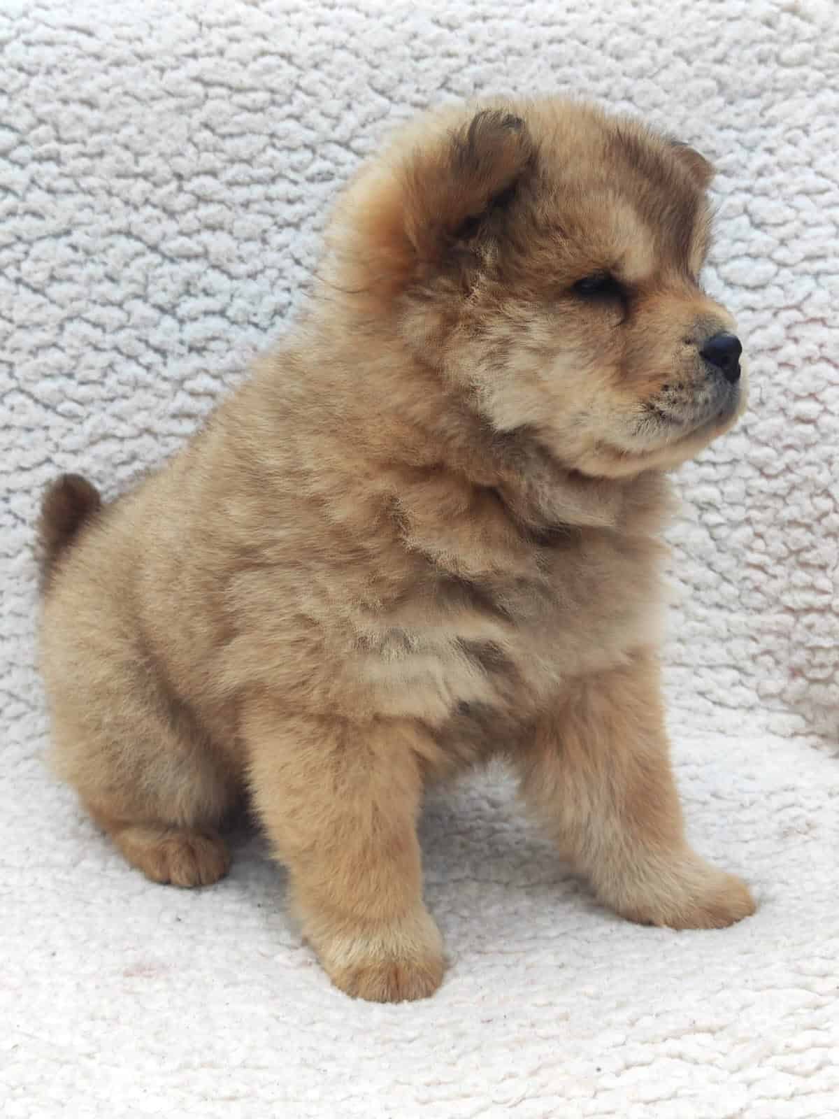Venta de perros Chow Chow en Cali 1 Venta de perros Chow Chow en Cali