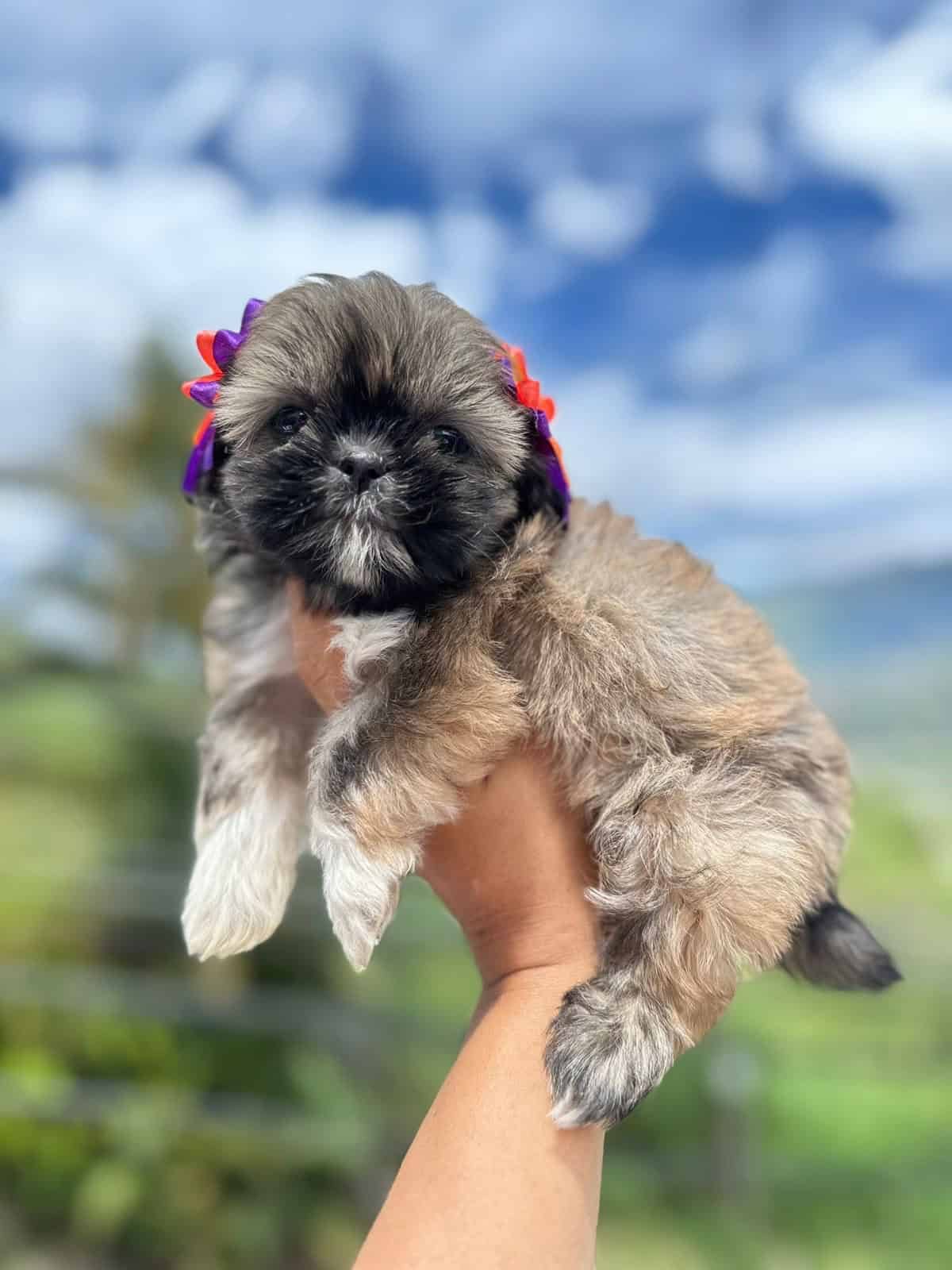 Venta de Cachorros Shih Tzu en Cali 5 Venta de Cachorros Shih Tzu en Cali - Image 5