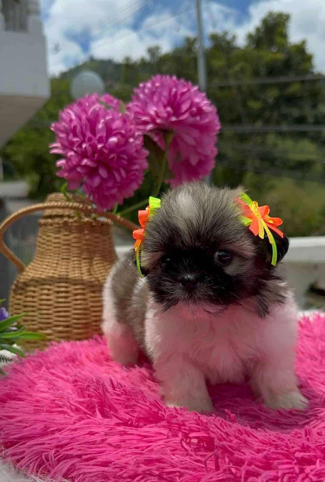 Venta de Cachorros Shih Tzu en Cali 1 Venta de Cachorros Shih Tzu en Cali