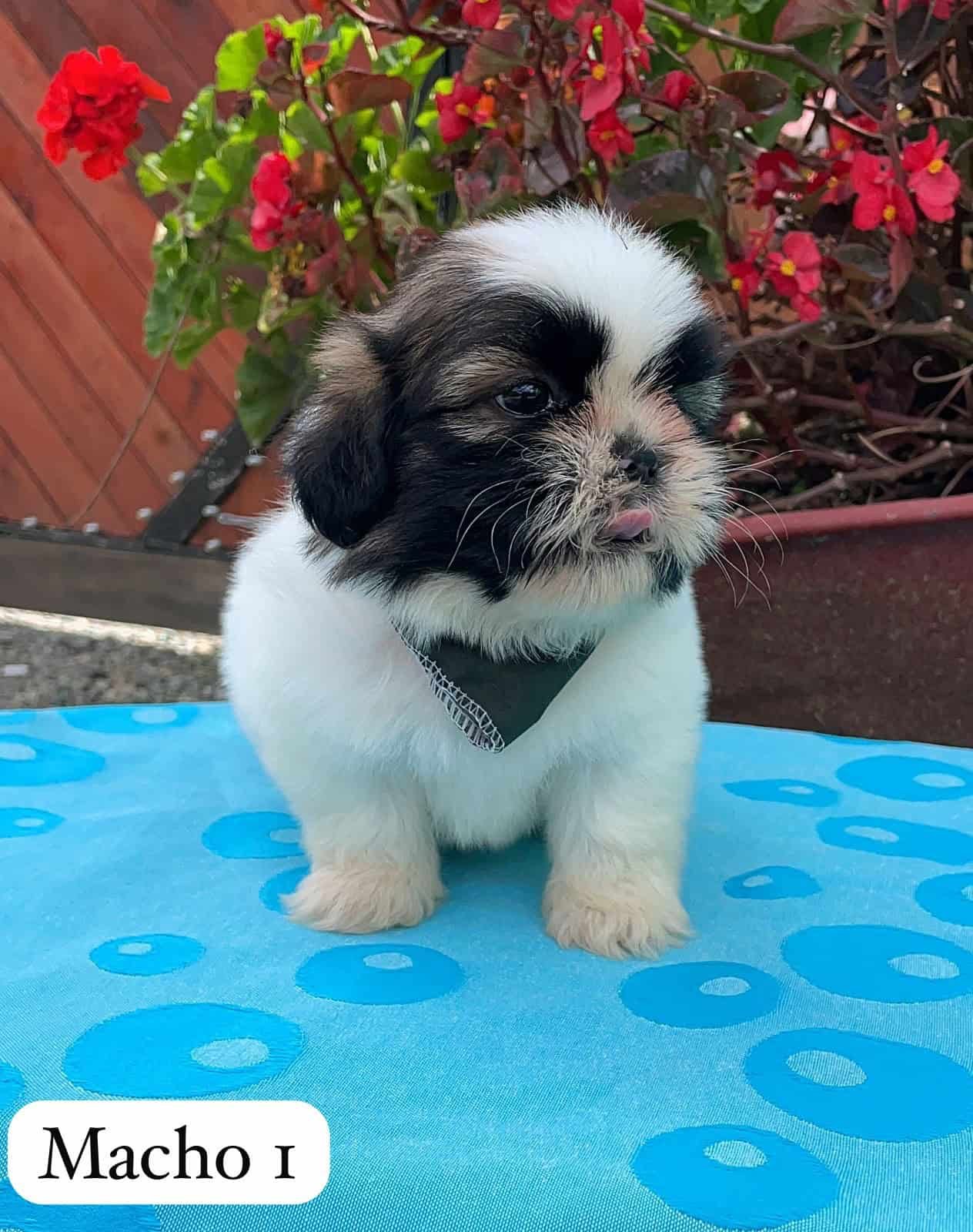 Venta de Cachorros Shih Tzu en Cúcuta 2 Venta de Cachorros Shih Tzu en Cúcuta - Image 2