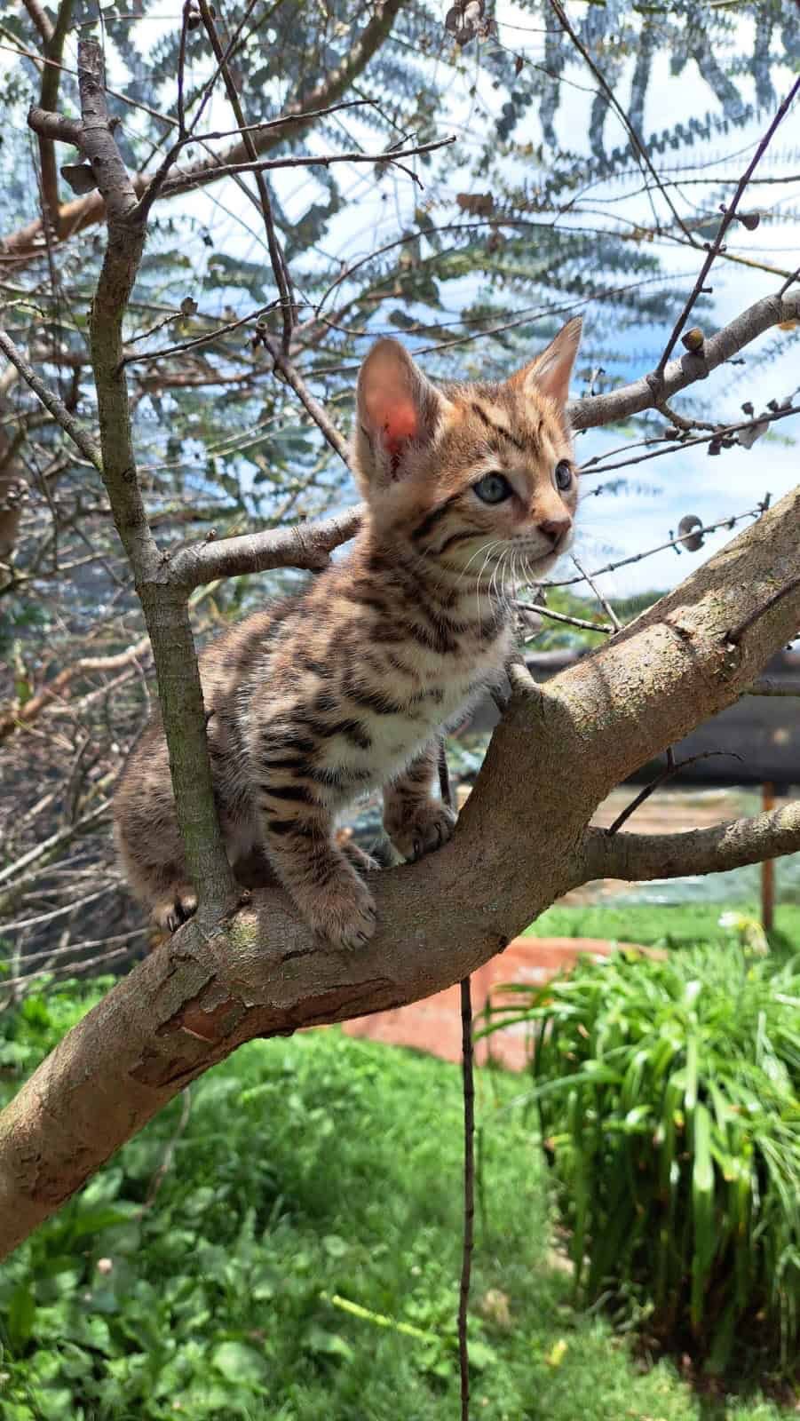 Venta de Gatos Bengali Medellín 2 Venta de Gatos Bengali Medellín - Image 2