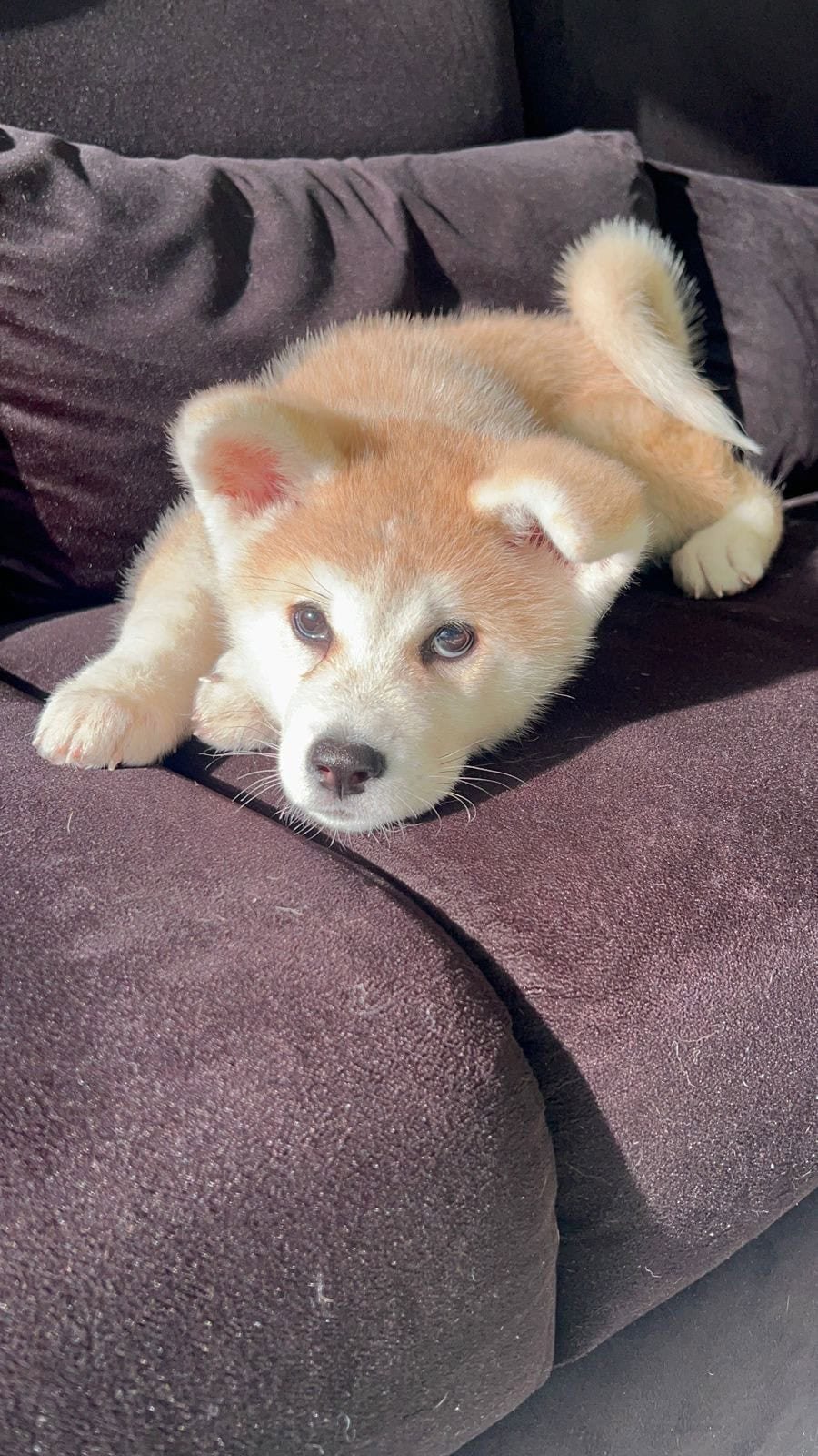 Venta de Akita Japonés Medellín 1 Venta de Akita Japonés Medellín