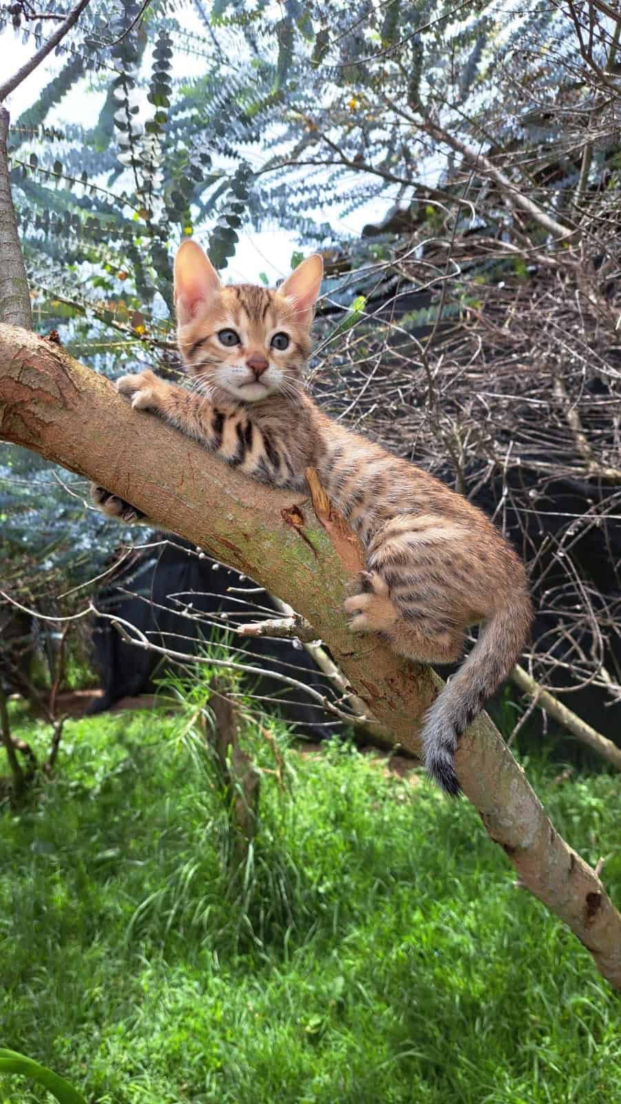 Venta de Gatos Bengali Medellín 1 Venta de Gatos Bengali Medellín