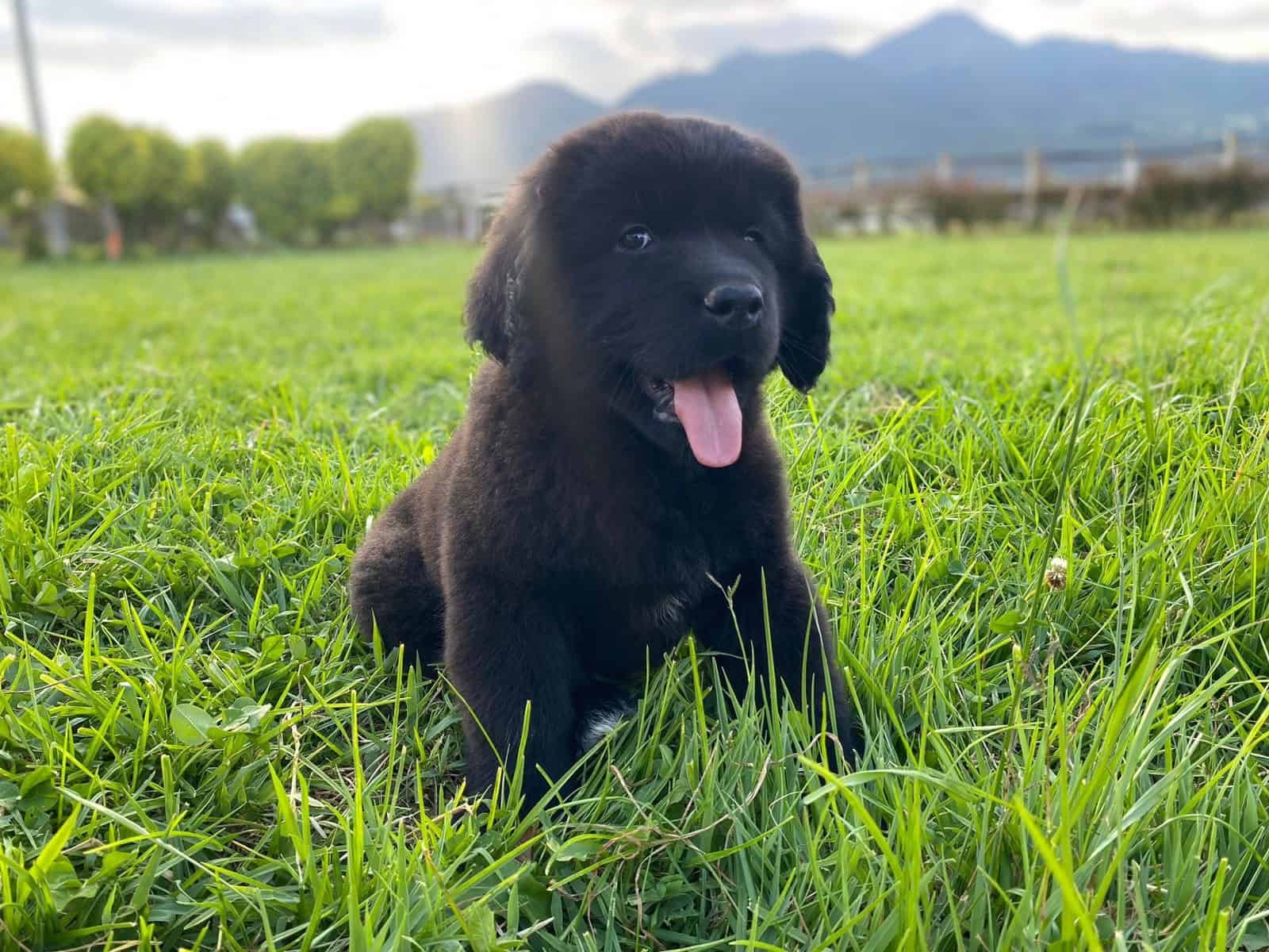 Venta de Perros Terranova en Medellín 1 Criadero de Perros Cali