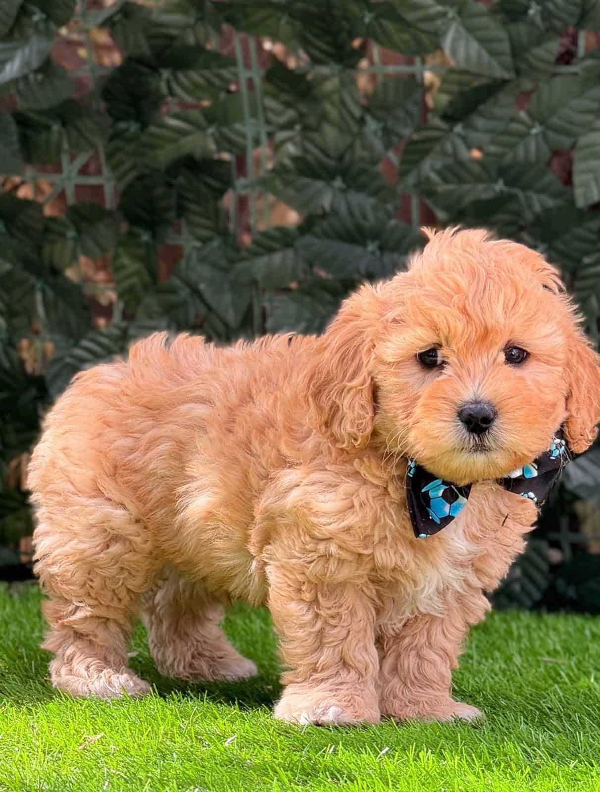 Venta de Golden Doodle Medellín 4 Venta de Golden Doodle Medellín - Image 4