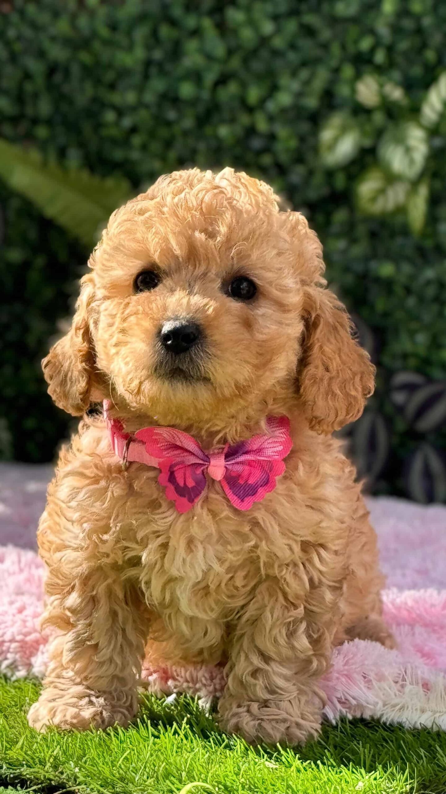 Venta de Golden Doodle Medellín 2 Venta de Golden Doodle Medellín - Image 2