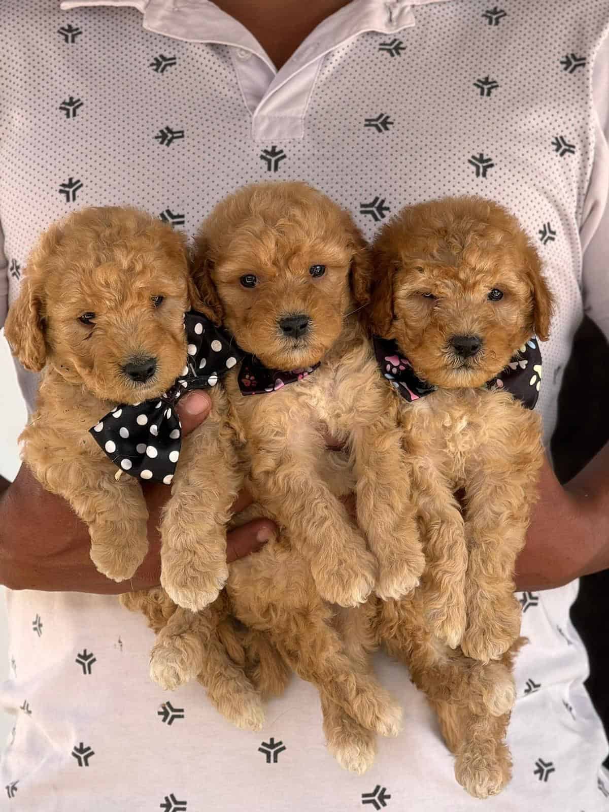 Venta de Golden Doodle Medellín 1 Criadero de Perros Ibague