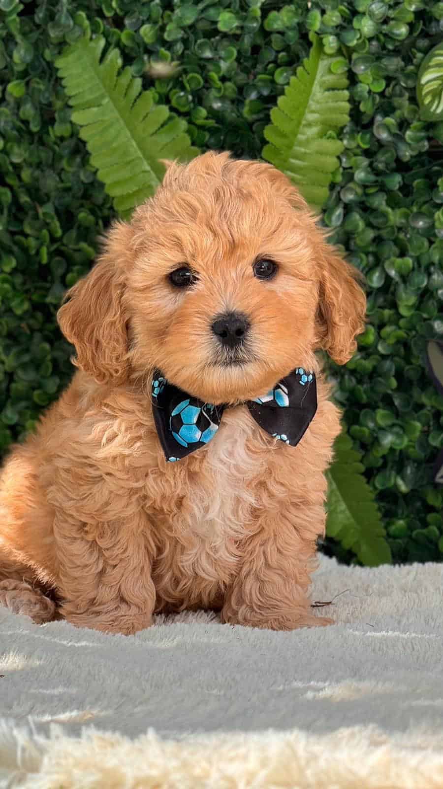 Venta de Golden Doodle Medellín 3 Venta de Golden Doodle Medellín - Image 3